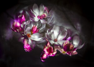 Victoria Ruderman - Magnolia Blossoms