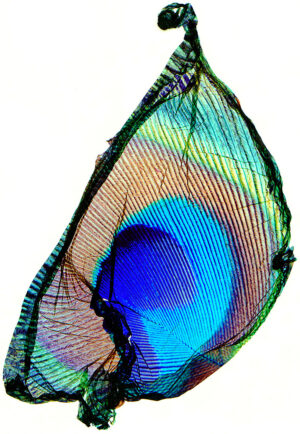 Wendell Minshew - Peacock