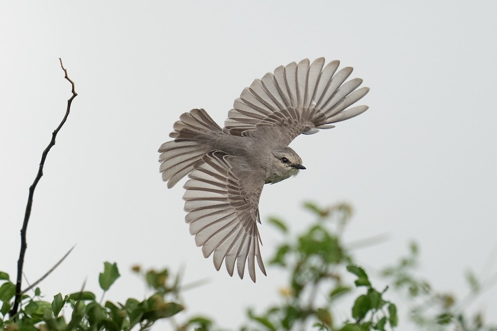 African Gray Flycatcher Flight