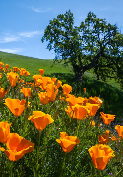 Oak Tree and Poppies