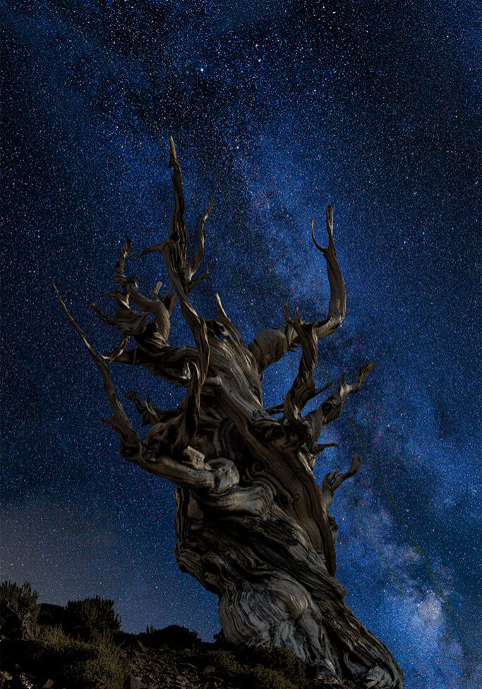 iconic-bristlecone-stars_b-07_john-hennessy