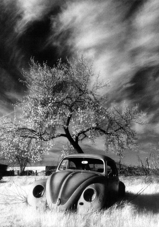 image-bug-a-1steve-shames