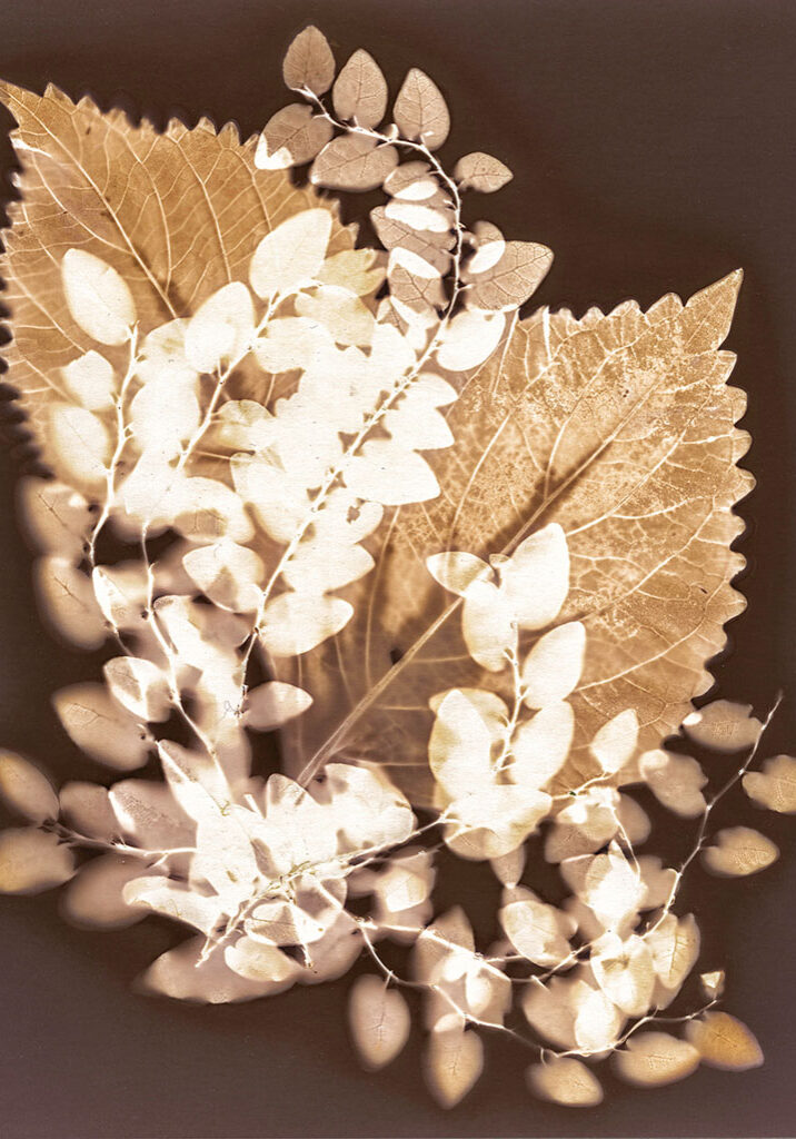 image-coleus-ground-cover_A22_judy-yemma