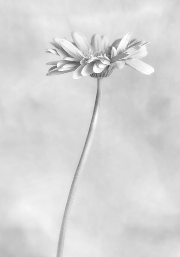 image-gerbera-daisy-study-3a-25karen-connell