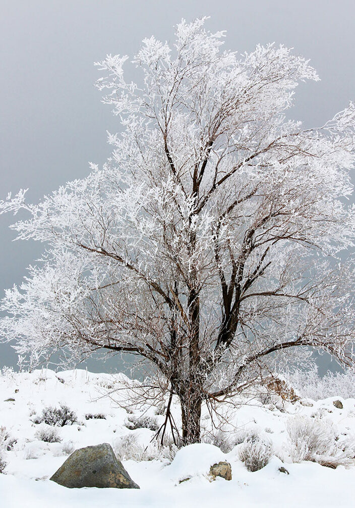 image-ghost-tree_b04_rodgstr