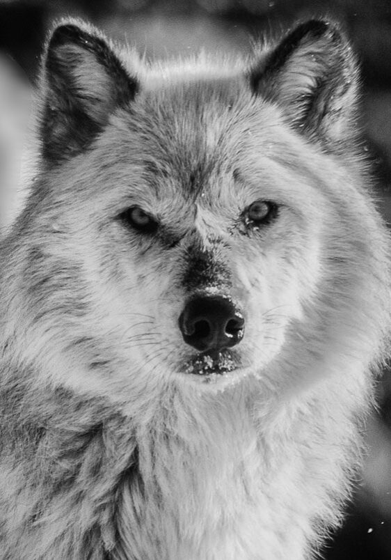 image-gray-wolf-portraita-16robert-floerke