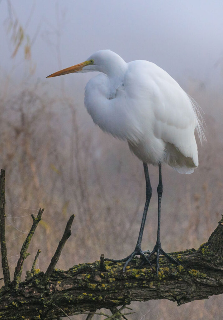image-great-egret-lake-solanoa-28kevin-lee