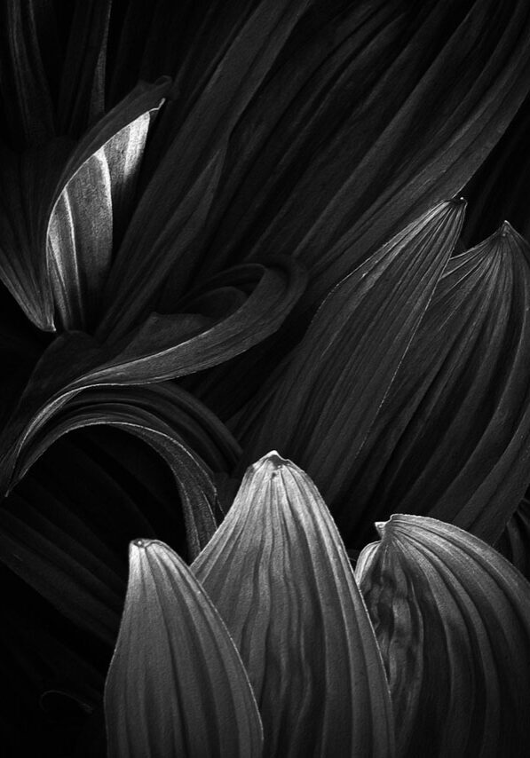 image-nuns-presence-virgin-mary_b-03_don-tackett